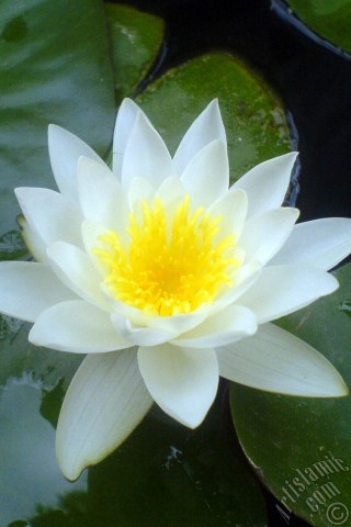 A mobile wallpaper and MMS picture for Apple iPhone 7s, 6s, 5s, 4s, Plus, iPods, iPads, New iPads, Samsung Galaxy S Series and Notes, Sony Ericsson Xperia, LG Mobile Phones, Tablets and Devices: Water Lily flower.
