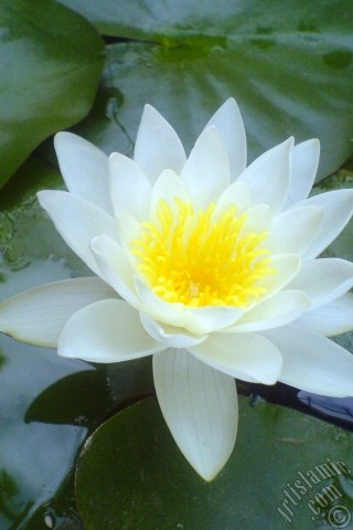 A mobile wallpaper and MMS picture for Apple iPhone 7s, 6s, 5s, 4s, Plus, iPods, iPads, New iPads, Samsung Galaxy S Series and Notes, Sony Ericsson Xperia, LG Mobile Phones, Tablets and Devices: Water Lily flower.
