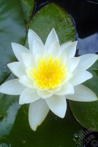 A mobile wallpaper and MMS picture for Apple iPhone 7s, 6s, 5s, 4s, Plus, iPods, iPads, New iPads, Samsung Galaxy S Series and Notes, Sony Ericsson Xperia, LG Mobile Phones, Tablets and Devices: Water Lily flower.
