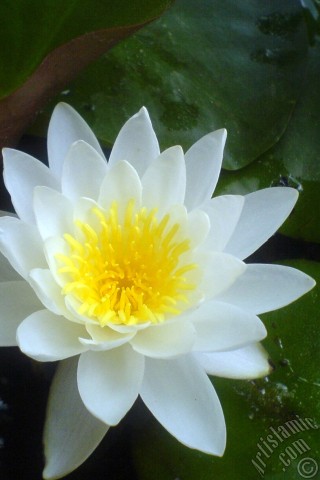 A mobile wallpaper and MMS picture for Apple iPhone 7s, 6s, 5s, 4s, Plus, iPods, iPads, New iPads, Samsung Galaxy S Series and Notes, Sony Ericsson Xperia, LG Mobile Phones, Tablets and Devices: Water Lily flower.
