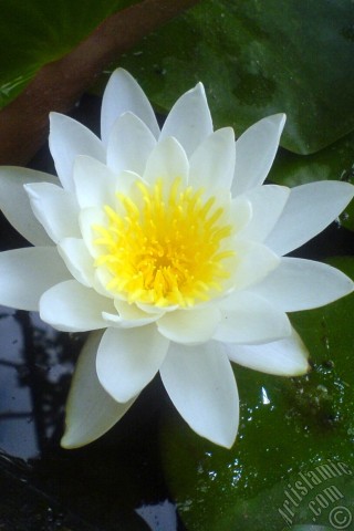 A mobile wallpaper and MMS picture for Apple iPhone 7s, 6s, 5s, 4s, Plus, iPods, iPads, New iPads, Samsung Galaxy S Series and Notes, Sony Ericsson Xperia, LG Mobile Phones, Tablets and Devices: Water Lily flower.
