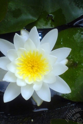 A mobile wallpaper and MMS picture for Apple iPhone 7s, 6s, 5s, 4s, Plus, iPods, iPads, New iPads, Samsung Galaxy S Series and Notes, Sony Ericsson Xperia, LG Mobile Phones, Tablets and Devices: Water Lily flower.
