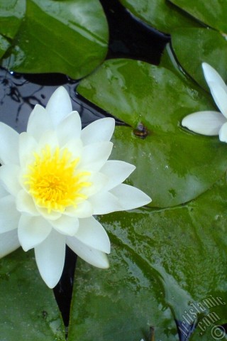 A mobile wallpaper and MMS picture for Apple iPhone 7s, 6s, 5s, 4s, Plus, iPods, iPads, New iPads, Samsung Galaxy S Series and Notes, Sony Ericsson Xperia, LG Mobile Phones, Tablets and Devices: Water Lily flower.
