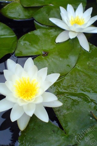 A mobile wallpaper and MMS picture for Apple iPhone 7s, 6s, 5s, 4s, Plus, iPods, iPads, New iPads, Samsung Galaxy S Series and Notes, Sony Ericsson Xperia, LG Mobile Phones, Tablets and Devices: Water Lily flower.
