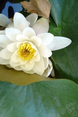 A mobile wallpaper and MMS picture for Apple iPhone 7s, 6s, 5s, 4s, Plus, iPods, iPads, New iPads, Samsung Galaxy S Series and Notes, Sony Ericsson Xperia, LG Mobile Phones, Tablets and Devices: Water Lily flower.
