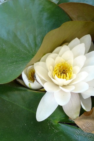 A mobile wallpaper and MMS picture for Apple iPhone 7s, 6s, 5s, 4s, Plus, iPods, iPads, New iPads, Samsung Galaxy S Series and Notes, Sony Ericsson Xperia, LG Mobile Phones, Tablets and Devices: Water Lily flower.
