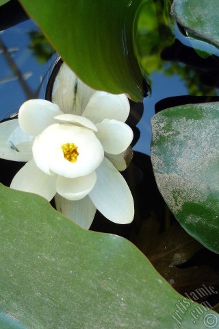A mobile wallpaper and MMS picture for Apple iPhone 7s, 6s, 5s, 4s, Plus, iPods, iPads, New iPads, Samsung Galaxy S Series and Notes, Sony Ericsson Xperia, LG Mobile Phones, Tablets and Devices: Water Lily flower.
