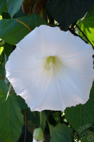 A mobile wallpaper and MMS picture for Apple iPhone 7s, 6s, 5s, 4s, Plus, iPods, iPads, New iPads, Samsung Galaxy S Series and Notes, Sony Ericsson Xperia, LG Mobile Phones, Tablets and Devices: White Morning Glory flower.
