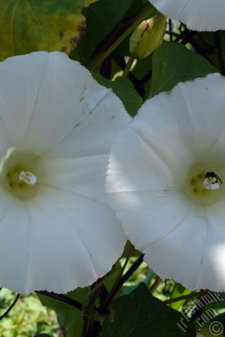 A mobile wallpaper and MMS picture for Apple iPhone 7s, 6s, 5s, 4s, Plus, iPods, iPads, New iPads, Samsung Galaxy S Series and Notes, Sony Ericsson Xperia, LG Mobile Phones, Tablets and Devices: White Morning Glory flower.
