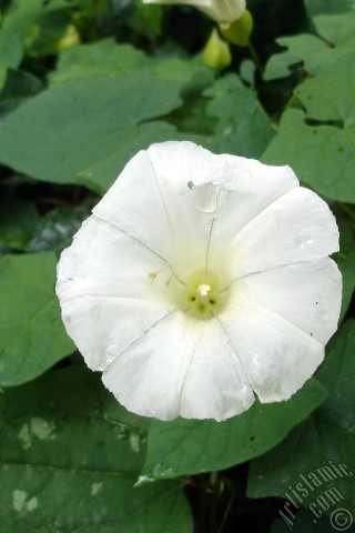 A mobile wallpaper and MMS picture for Apple iPhone 7s, 6s, 5s, 4s, Plus, iPods, iPads, New iPads, Samsung Galaxy S Series and Notes, Sony Ericsson Xperia, LG Mobile Phones, Tablets and Devices: White Morning Glory flower.
