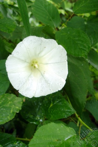 A mobile wallpaper and MMS picture for Apple iPhone 7s, 6s, 5s, 4s, Plus, iPods, iPads, New iPads, Samsung Galaxy S Series and Notes, Sony Ericsson Xperia, LG Mobile Phones, Tablets and Devices: White Morning Glory flower.
