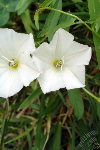A mobile wallpaper and MMS picture for Apple iPhone 7s, 6s, 5s, 4s, Plus, iPods, iPads, New iPads, Samsung Galaxy S Series and Notes, Sony Ericsson Xperia, LG Mobile Phones, Tablets and Devices: White Morning Glory flower.
