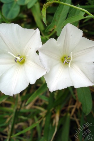 A mobile wallpaper and MMS picture for Apple iPhone 7s, 6s, 5s, 4s, Plus, iPods, iPads, New iPads, Samsung Galaxy S Series and Notes, Sony Ericsson Xperia, LG Mobile Phones, Tablets and Devices: White Morning Glory flower.
