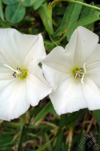 A mobile wallpaper and MMS picture for Apple iPhone 7s, 6s, 5s, 4s, Plus, iPods, iPads, New iPads, Samsung Galaxy S Series and Notes, Sony Ericsson Xperia, LG Mobile Phones, Tablets and Devices: White Morning Glory flower.
