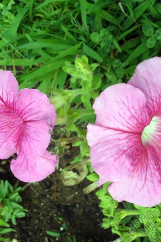 A mobile wallpaper and MMS picture for Apple iPhone 7s, 6s, 5s, 4s, Plus, iPods, iPads, New iPads, Samsung Galaxy S Series and Notes, Sony Ericsson Xperia, LG Mobile Phones, Tablets and Devices: Pink Petunia flower.
