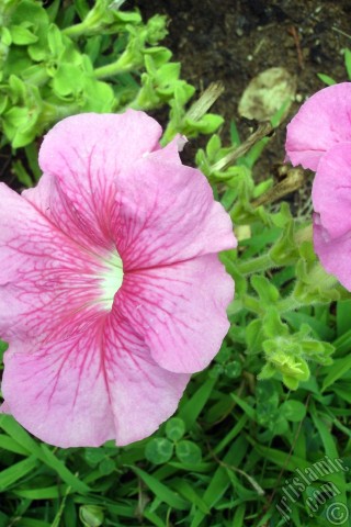 A mobile wallpaper and MMS picture for Apple iPhone 7s, 6s, 5s, 4s, Plus, iPods, iPads, New iPads, Samsung Galaxy S Series and Notes, Sony Ericsson Xperia, LG Mobile Phones, Tablets and Devices: Pink Petunia flower.
