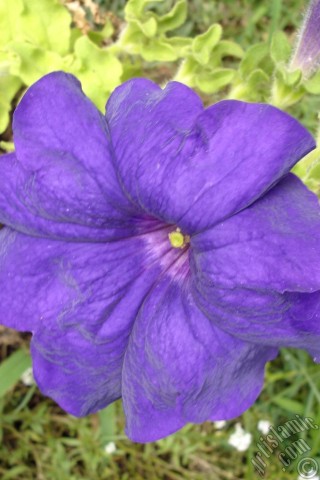 A mobile wallpaper and MMS picture for Apple iPhone 7s, 6s, 5s, 4s, Plus, iPods, iPads, New iPads, Samsung Galaxy S Series and Notes, Sony Ericsson Xperia, LG Mobile Phones, Tablets and Devices: Purple Petunia flower.

