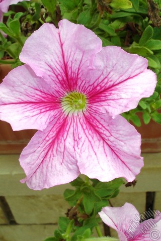 A mobile wallpaper and MMS picture for Apple iPhone 7s, 6s, 5s, 4s, Plus, iPods, iPads, New iPads, Samsung Galaxy S Series and Notes, Sony Ericsson Xperia, LG Mobile Phones, Tablets and Devices: Pink Petunia flower.
