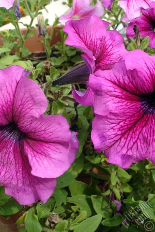 A mobile wallpaper and MMS picture for Apple iPhone 7s, 6s, 5s, 4s, Plus, iPods, iPads, New iPads, Samsung Galaxy S Series and Notes, Sony Ericsson Xperia, LG Mobile Phones, Tablets and Devices: Pink Petunia flower.
