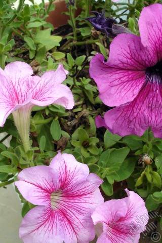 A mobile wallpaper and MMS picture for Apple iPhone 7s, 6s, 5s, 4s, Plus, iPods, iPads, New iPads, Samsung Galaxy S Series and Notes, Sony Ericsson Xperia, LG Mobile Phones, Tablets and Devices: Pink Petunia flower.
