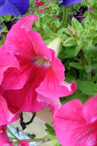 A mobile wallpaper and MMS picture for Apple iPhone 7s, 6s, 5s, 4s, Plus, iPods, iPads, New iPads, Samsung Galaxy S Series and Notes, Sony Ericsson Xperia, LG Mobile Phones, Tablets and Devices: Pink Petunia flower.
