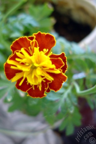 A mobile wallpaper and MMS picture for Apple iPhone 7s, 6s, 5s, 4s, Plus, iPods, iPads, New iPads, Samsung Galaxy S Series and Notes, Sony Ericsson Xperia, LG Mobile Phones, Tablets and Devices: Marigold flower.

