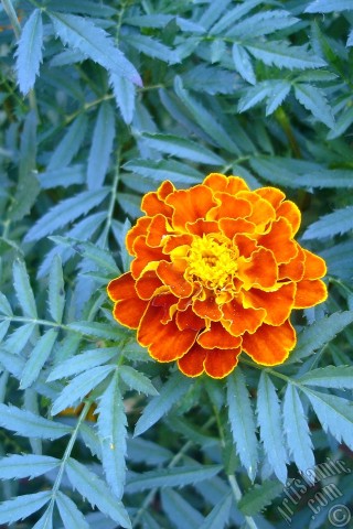 A mobile wallpaper and MMS picture for Apple iPhone 7s, 6s, 5s, 4s, Plus, iPods, iPads, New iPads, Samsung Galaxy S Series and Notes, Sony Ericsson Xperia, LG Mobile Phones, Tablets and Devices: Marigold flower.
