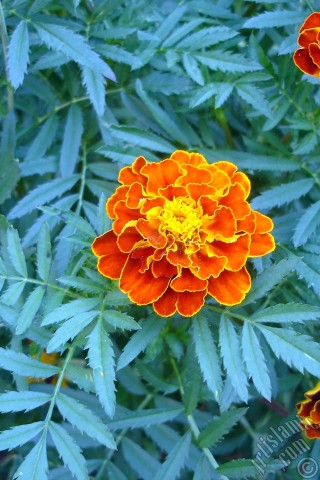 A mobile wallpaper and MMS picture for Apple iPhone 7s, 6s, 5s, 4s, Plus, iPods, iPads, New iPads, Samsung Galaxy S Series and Notes, Sony Ericsson Xperia, LG Mobile Phones, Tablets and Devices: Marigold flower.

