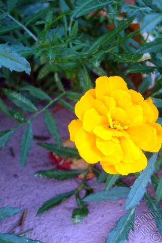 A mobile wallpaper and MMS picture for Apple iPhone 7s, 6s, 5s, 4s, Plus, iPods, iPads, New iPads, Samsung Galaxy S Series and Notes, Sony Ericsson Xperia, LG Mobile Phones, Tablets and Devices: Marigold flower.
