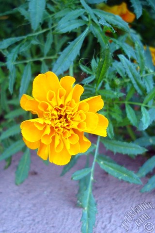 A mobile wallpaper and MMS picture for Apple iPhone 7s, 6s, 5s, 4s, Plus, iPods, iPads, New iPads, Samsung Galaxy S Series and Notes, Sony Ericsson Xperia, LG Mobile Phones, Tablets and Devices: Marigold flower.
