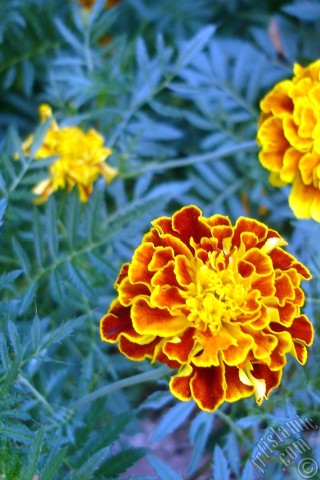 A mobile wallpaper and MMS picture for Apple iPhone 7s, 6s, 5s, 4s, Plus, iPods, iPads, New iPads, Samsung Galaxy S Series and Notes, Sony Ericsson Xperia, LG Mobile Phones, Tablets and Devices: Marigold flower.
