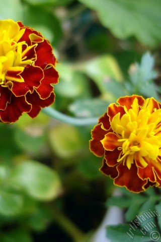 A mobile wallpaper and MMS picture for Apple iPhone 7s, 6s, 5s, 4s, Plus, iPods, iPads, New iPads, Samsung Galaxy S Series and Notes, Sony Ericsson Xperia, LG Mobile Phones, Tablets and Devices: Marigold flower.
