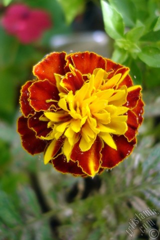 A mobile wallpaper and MMS picture for Apple iPhone 7s, 6s, 5s, 4s, Plus, iPods, iPads, New iPads, Samsung Galaxy S Series and Notes, Sony Ericsson Xperia, LG Mobile Phones, Tablets and Devices: Marigold flower.
