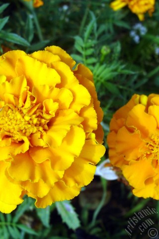 A mobile wallpaper and MMS picture for Apple iPhone 7s, 6s, 5s, 4s, Plus, iPods, iPads, New iPads, Samsung Galaxy S Series and Notes, Sony Ericsson Xperia, LG Mobile Phones, Tablets and Devices: Marigold flower.
