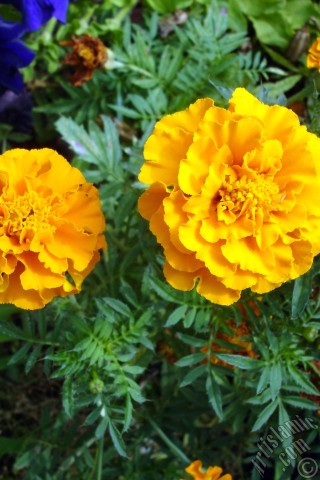 A mobile wallpaper and MMS picture for Apple iPhone 7s, 6s, 5s, 4s, Plus, iPods, iPads, New iPads, Samsung Galaxy S Series and Notes, Sony Ericsson Xperia, LG Mobile Phones, Tablets and Devices: Marigold flower.
