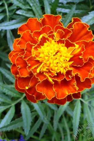 A mobile wallpaper and MMS picture for Apple iPhone 7s, 6s, 5s, 4s, Plus, iPods, iPads, New iPads, Samsung Galaxy S Series and Notes, Sony Ericsson Xperia, LG Mobile Phones, Tablets and Devices: Marigold flower.
