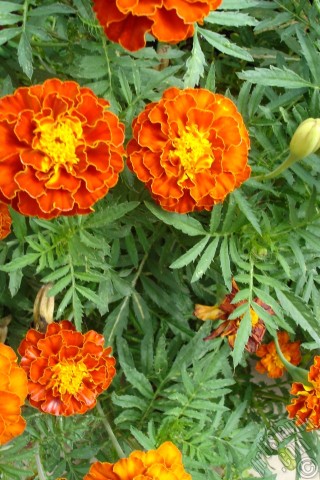 A mobile wallpaper and MMS picture for Apple iPhone 7s, 6s, 5s, 4s, Plus, iPods, iPads, New iPads, Samsung Galaxy S Series and Notes, Sony Ericsson Xperia, LG Mobile Phones, Tablets and Devices: Marigold flower.
