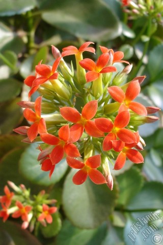A mobile wallpaper and MMS picture for Apple iPhone 7s, 6s, 5s, 4s, Plus, iPods, iPads, New iPads, Samsung Galaxy S Series and Notes, Sony Ericsson Xperia, LG Mobile Phones, Tablets and Devices: Kalanchoe plant`s flower.
