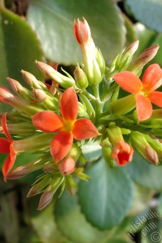 A mobile wallpaper and MMS picture for Apple iPhone 7s, 6s, 5s, 4s, Plus, iPods, iPads, New iPads, Samsung Galaxy S Series and Notes, Sony Ericsson Xperia, LG Mobile Phones, Tablets and Devices: Kalanchoe plant`s flower.
