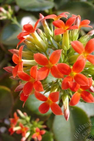A mobile wallpaper and MMS picture for Apple iPhone 7s, 6s, 5s, 4s, Plus, iPods, iPads, New iPads, Samsung Galaxy S Series and Notes, Sony Ericsson Xperia, LG Mobile Phones, Tablets and Devices: Kalanchoe plant`s flower.
