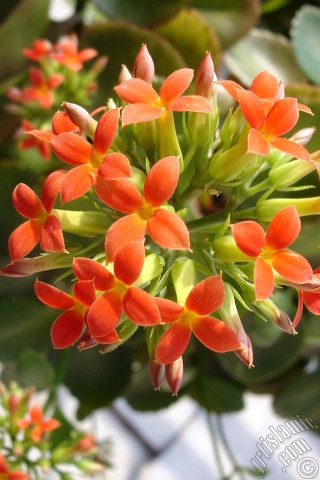 A mobile wallpaper and MMS picture for Apple iPhone 7s, 6s, 5s, 4s, Plus, iPods, iPads, New iPads, Samsung Galaxy S Series and Notes, Sony Ericsson Xperia, LG Mobile Phones, Tablets and Devices: Kalanchoe plant`s flower.
