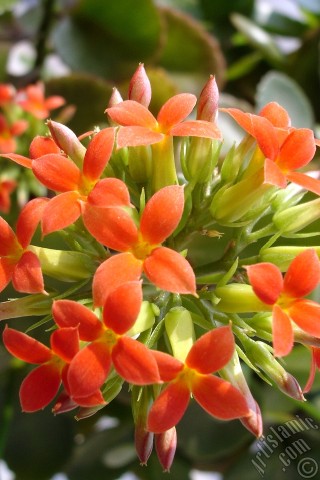 A mobile wallpaper and MMS picture for Apple iPhone 7s, 6s, 5s, 4s, Plus, iPods, iPads, New iPads, Samsung Galaxy S Series and Notes, Sony Ericsson Xperia, LG Mobile Phones, Tablets and Devices: Kalanchoe plant`s flower.

