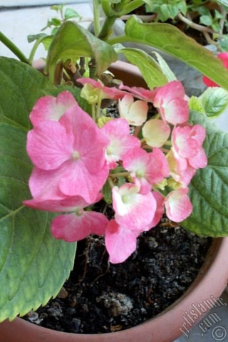 A mobile wallpaper and MMS picture for Apple iPhone 7s, 6s, 5s, 4s, Plus, iPods, iPads, New iPads, Samsung Galaxy S Series and Notes, Sony Ericsson Xperia, LG Mobile Phones, Tablets and Devices: Pink Hydrangea -Hortensia- flower.

