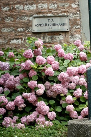 A mobile wallpaper and MMS picture for Apple iPhone 7s, 6s, 5s, 4s, Plus, iPods, iPads, New iPads, Samsung Galaxy S Series and Notes, Sony Ericsson Xperia, LG Mobile Phones, Tablets and Devices: Pink Hydrangea -Hortensia- flower.
