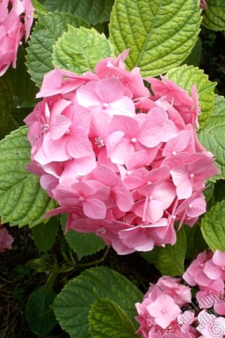 A mobile wallpaper and MMS picture for Apple iPhone 7s, 6s, 5s, 4s, Plus, iPods, iPads, New iPads, Samsung Galaxy S Series and Notes, Sony Ericsson Xperia, LG Mobile Phones, Tablets and Devices: Pink Hydrangea -Hortensia- flower.
