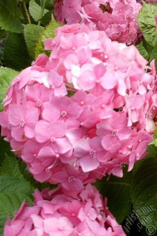 A mobile wallpaper and MMS picture for Apple iPhone 7s, 6s, 5s, 4s, Plus, iPods, iPads, New iPads, Samsung Galaxy S Series and Notes, Sony Ericsson Xperia, LG Mobile Phones, Tablets and Devices: Pink Hydrangea -Hortensia- flower.
