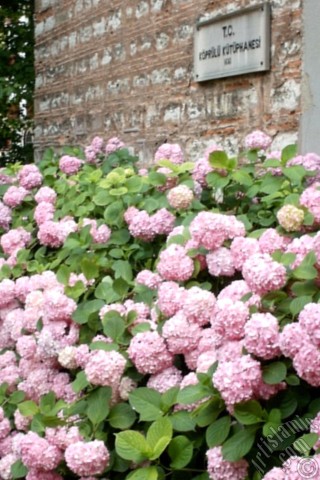 A mobile wallpaper and MMS picture for Apple iPhone 7s, 6s, 5s, 4s, Plus, iPods, iPads, New iPads, Samsung Galaxy S Series and Notes, Sony Ericsson Xperia, LG Mobile Phones, Tablets and Devices: Pink Hydrangea -Hortensia- flower.
