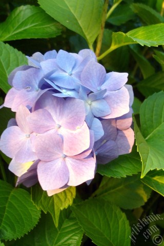 A mobile wallpaper and MMS picture for Apple iPhone 7s, 6s, 5s, 4s, Plus, iPods, iPads, New iPads, Samsung Galaxy S Series and Notes, Sony Ericsson Xperia, LG Mobile Phones, Tablets and Devices: Light blue color Hydrangea -Hortensia- flower.
