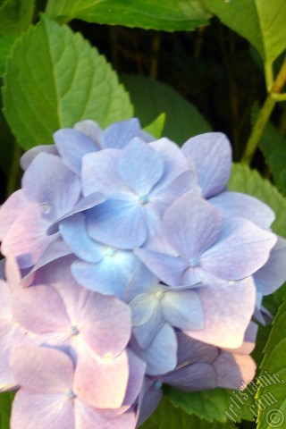 A mobile wallpaper and MMS picture for Apple iPhone 7s, 6s, 5s, 4s, Plus, iPods, iPads, New iPads, Samsung Galaxy S Series and Notes, Sony Ericsson Xperia, LG Mobile Phones, Tablets and Devices: Light blue color Hydrangea -Hortensia- flower.
