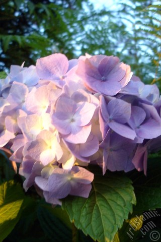 A mobile wallpaper and MMS picture for Apple iPhone 7s, 6s, 5s, 4s, Plus, iPods, iPads, New iPads, Samsung Galaxy S Series and Notes, Sony Ericsson Xperia, LG Mobile Phones, Tablets and Devices: Light blue color Hydrangea -Hortensia- flower.
